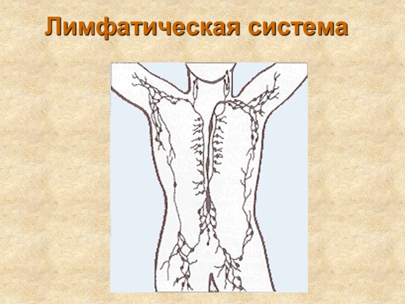 Лимфатическая система